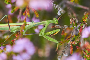 compr_IMG_6607.jpg compr_IMG_6607.jpg