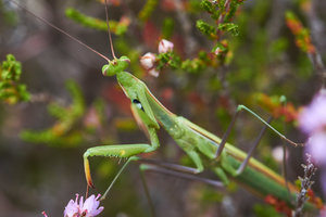 compr_IMG_6589_1.jpg compr_IMG_6589_1.jpg