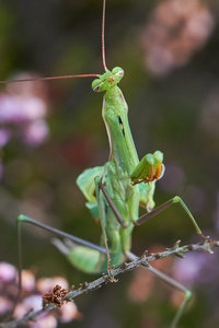 compr_IMG_6650.jpg compr_IMG_6650.jpg