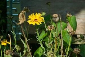 Forum SDIM2883cr ©PPf.jpg