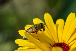 Forum SDIM2888cr ©PPf.jpg