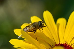 Forum SDIM2889cr ©PPf.jpg