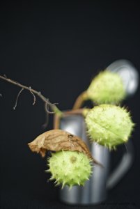 2017-09-10_OLYMPUS_OM_1.2_55mm_KASTANIEN_1.2_DSC790820.jpg 2017-09-10_OLYMPUS_OM_1.2_55mm_KASTANIEN_1.2_DSC790820.jpg