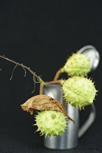 2017-09-10_OLYMPUS_OM_1.2_55mm_KASTANIEN_2.8_DSC791020.jpg 2017-09-10_OLYMPUS_OM_1.2_55mm_KASTANIEN_2.8_DSC791020.jpg