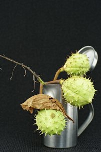 2017-09-10_OLYMPUS_OM_1.2_55mm_KASTANIEN_8.0_DSC791320.jpg 2017-09-10_OLYMPUS_OM_1.2_55mm_KASTANIEN_8.0_DSC791320.jpg