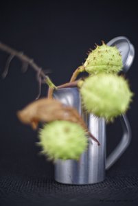 2017-09-10_OLYMPUS_OM_1.2_55mm_KASTANIEN_6_1.2_DSC792920.jpg 2017-09-10_OLYMPUS_OM_1.2_55mm_KASTANIEN_6_1.2_DSC792920.jpg