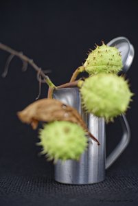 2017-09-10_OLYMPUS_OM_1.2_55mm_KASTANIEN_6_2.0_DSC793020.jpg 2017-09-10_OLYMPUS_OM_1.2_55mm_KASTANIEN_6_2.0_DSC793020.jpg