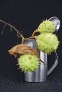 2017-09-10_OLYMPUS_OM_1.2_55mm_KASTANIEN_6_2.8_DSC793120.jpg 2017-09-10_OLYMPUS_OM_1.2_55mm_KASTANIEN_6_2.8_DSC793120.jpg