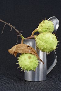 2017-09-10_OLYMPUS_OM_1.2_55mm_KASTANIEN_6_5.6_DSC793320.jpg 2017-09-10_OLYMPUS_OM_1.2_55mm_KASTANIEN_6_5.6_DSC793320.jpg