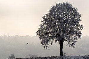 comp_Winter 2016-12-31-2.jpg comp_Winter 2016-12-31-2.jpg