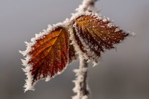 comp_Winter 2016-12-31-3.jpg comp_Winter 2016-12-31-3.jpg