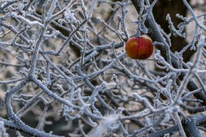 comp_Winter 2016-12-31-5.jpg comp_Winter 2016-12-31-5.jpg