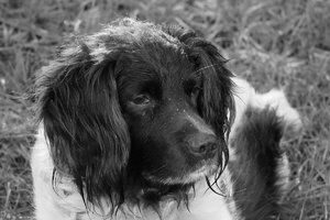 Forum DSC06093bw Nex 5r + Viv 2,8 135CF ©PPf.jpg