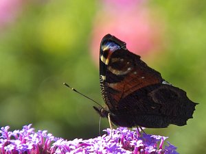 comp_DSCF2051.jpg comp_DSCF2051.jpg