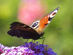 comp_DSCF2056.jpg comp_DSCF2056.jpg