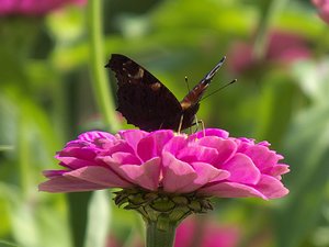 comp_DSCF2100.jpg comp_DSCF2100.jpg