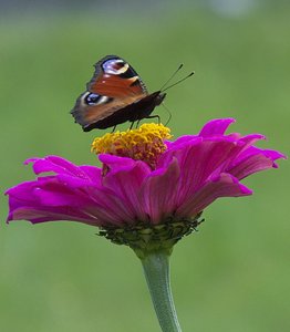 comp_DSCF2135.jpg comp_DSCF2135.jpg