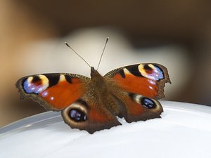 comp_DSCF2629.jpg comp_DSCF2629.jpg