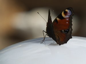 comp_DSCF2632.jpg comp_DSCF2632.jpg