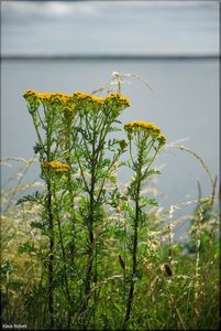 009 - Irland - 2017.jpg