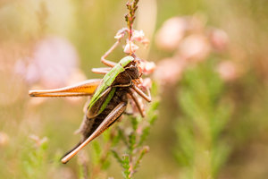 OLYA5656-1.JPG OLYA5656-1.JPG