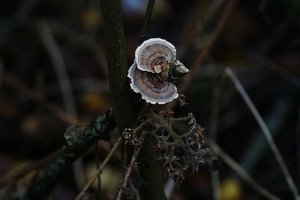 Forum DSC05029 Nex5r + Elicar 2,5 90mm Ikebana by nature ©PPf.jpg