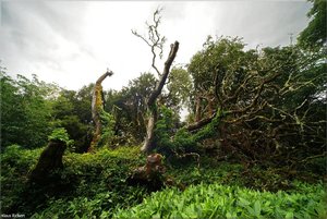 296 - Irland - 2017.jpg