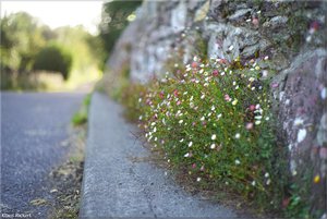 433 - Irland - 2017.jpg