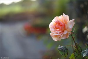 434 - Irland - 2017.jpg