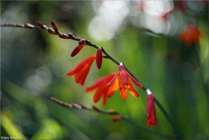 426 - Irland - 2017.jpg