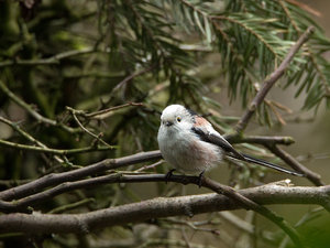 SchMeisZw1.jpg SchMeisZw1.jpg