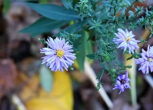 Bad Zwischenahn20.jpg