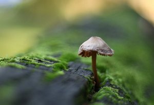 Bad Zwischenahn37.jpg