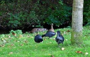 Bad Zwischenahn62.jpg