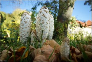 026 - Schloss Struenkede - 2017.jpg