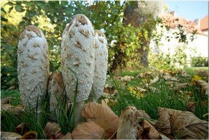 024 - Schloss Struenkede - 2017.jpg