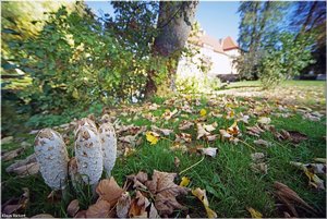 028 - Schloss Struenkede - 2017.jpg