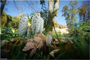 027 - Schloss Struenkede - 2017.jpg