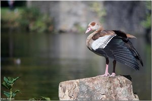 036 - Schloss Struenkede - 2017.jpg