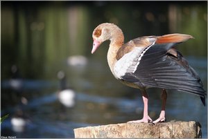 043 - Schloss Struenkede - 2017.jpg