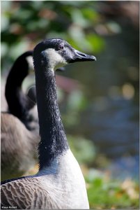 066 - Schloss Struenkede - 2017.jpg