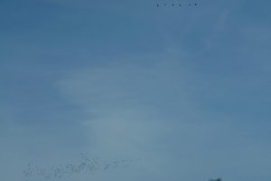 Forum DSC05407rawpsd Nex5r + Soligor 2,0 135mm_1 ©PPf.jpg