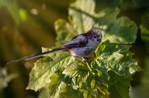 _Y0A3969-Bearbeitet.jpg _Y0A3969-Bearbeitet.jpg