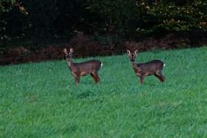 Forum DSC05534psf Nex5r + Tair-3-PhS 4,5 300mm ©PPf.jpg