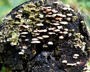 Hesel2_01.jpg Hesel2_01.jpg