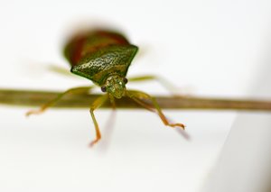 Hesel7_01.jpg Hesel7_01.jpg