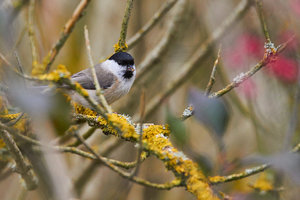 compr_IMG_7749.jpg compr_IMG_7749.jpg