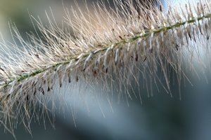 Nass11.jpg Nass11.jpg