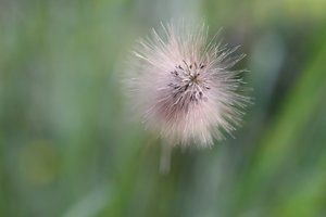 Nass15.jpg Nass15.jpg