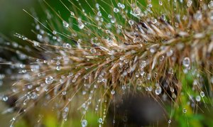 Nass17.jpg Nass17.jpg